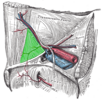 Inguinal triangle