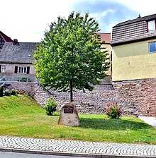 Junghuhn-Gedenkstein im Juni 2017. Die Wildkirsche hat sich zu einem prächtigen Baum entwickelt.