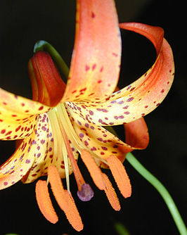 Liliiflorae