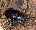 Lucanus (Pseudolucanus) barbarossa