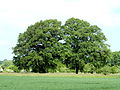 Naturdenkmal Eichengruppe in Suthfeld