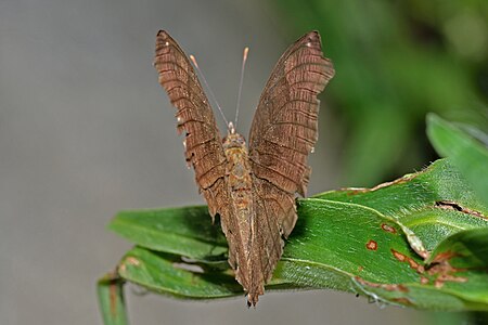 Dorsal view