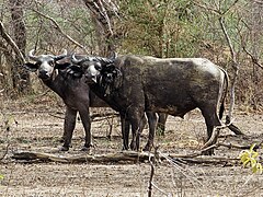 Trâu Sudan (Syncerus caffer brachyceros) tại vườn quốc gia Pendjari