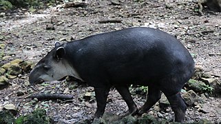 Baird's tapir