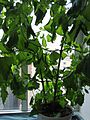 Image:Shiso potted.jpg