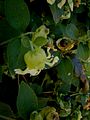 Silene baccifera flower