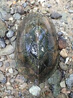 Adult carapace, Alabama