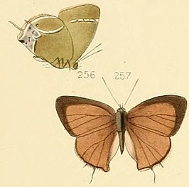 Callophrys xami