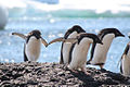 Adelie penguins