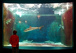 Aquarium-Museum