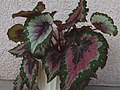 Rex-Begonien (Begonia-Rex-Hybriden)