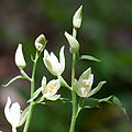 Weißes Waldvöglein (Cephalanthera damasonium) Blütendetail