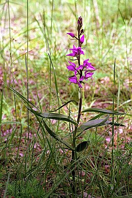 Piros madársisak (Cephalanthera rubra)