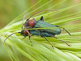 Cartallum ebulinum