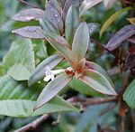 Codonanthe crassifolia