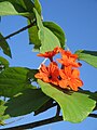 Cordia sebestena