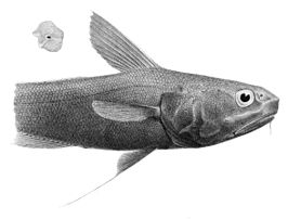 Coryphaenoides liocephalus