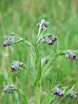 Közönséges ebnyelvűfű (Cynoglossum officinale L.)