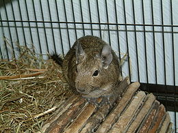 A degu házi kedvencként