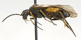 Dolerus yukonensis