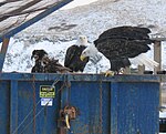 Hvithodet havørn som spiser fiskeavfall i Alaska