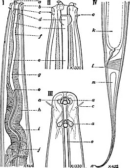 Ironus americanus