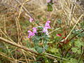 1: Weg-/ Wiesenrand Lamium amplexicaule?