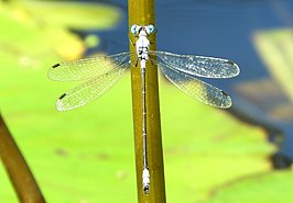 Lestes sigma