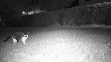 Nachtaufnahme einer Katze durch eine Wildkamera