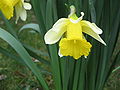 Narcissus pseudonarcissus subsp. nobilis