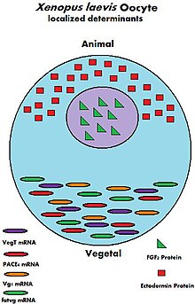 διάγραμμα ωοκυττάρου του Xenopus laevis και των μητρικών του καθοριστών (προσδιοριστών)