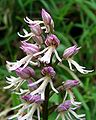 Orchis × angusticruris