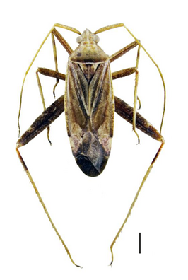 Phytocoris varipes