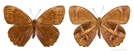 Museum specimen ♂ Both sides