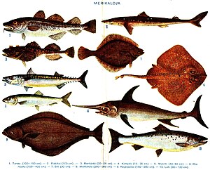 Διάφορα είδη ψαριών