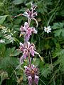 Stachys alpina