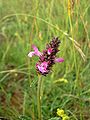 Heil-Ziest (Stachys officinalis)