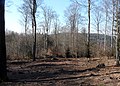 Holzturmstelle des Wachtposten 10/37 "Schneidershecke" am Odenwaldlimes