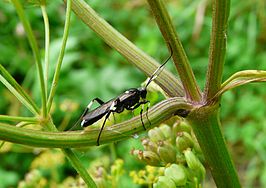 Achaius oratorius