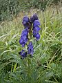 Aconitum napellus