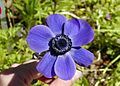 Anemone albastru