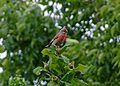 Linnet