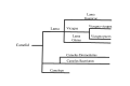 A family tree indicating the different species within the Camelidae genus. The tree will show where each species of the Camelidae genus originate from.