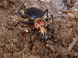 Carabus arcadicus