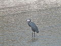 Küstenreiher Western Reef Heron