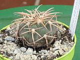 Gymnocalycium spegazzinii