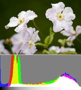 Image histogram of a low-contrast scene, exposed to the right