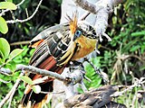 Hoatzin