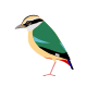 Indian Pitta