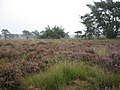 Kalmthoutse heide (in bloei)